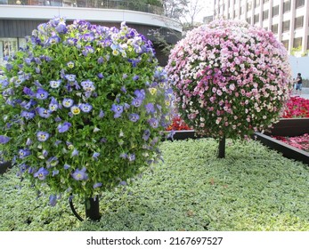 A Colorful Spherical Object Made Of Pansies And Violas