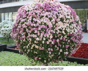 A Colorful Spherical Object Made Of Pansies And Violas