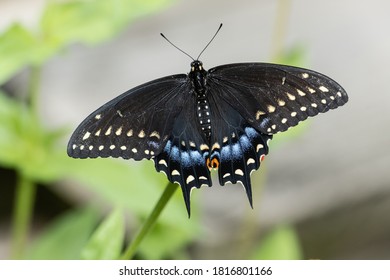 Colorful spicebush swallowtail butterfly with outstretched wings. 