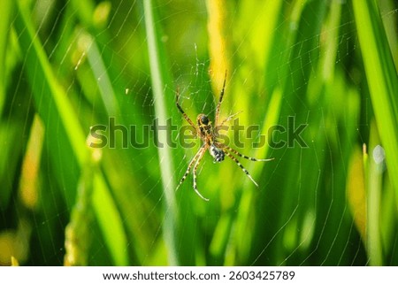A colorful spider clutches its prey in a delicate web, surrounded by vibrant green leaves. This macro shot captures the raw beauty of nature’s predator and its silk trap.