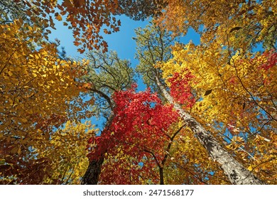 Colorful Spires of a Forest Cathedral in Autumn on the Blue Ridge Parkway in Virginia - Powered by Shutterstock