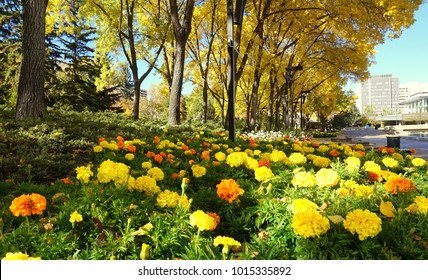 Colorful Spring Day In The City Of Edmonton, Alberta Canada 2015