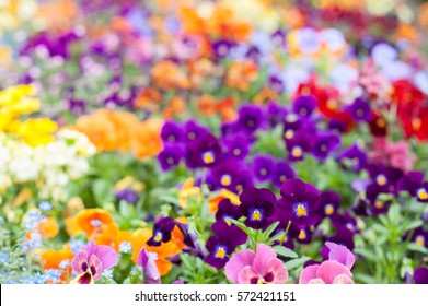 Colorful spring flowers background