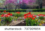 Colorful spring flowers and blossom of tulips, redbuds and plums at the University of Oklahoma Campus