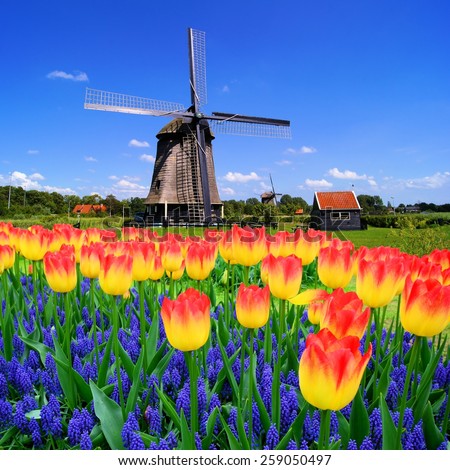 Colorful spring flowers with classic Dutch windmill, Netherlands