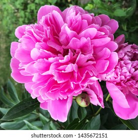 Colorful spring flowers. Pink peony - Shutterstock ID 1435672151