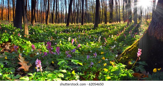 Colorful spring landscape with flowers