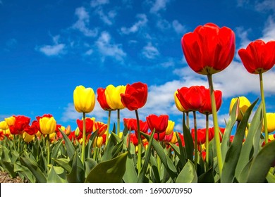 Colorful spring tulip fields. Dutch multicolored vibrant red and yellow flowers tulips and blue sky. Spring floral background.