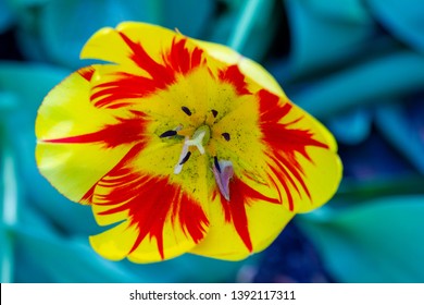 Colorful Spring Tulips Varieties Perestroika