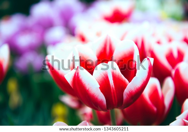 Garden Flowers Tulips Greeting Card