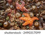 Colorful Starfish and Anemones in Tide Pool Close-Up