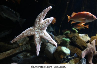 Colorful Starfish In The Atlanta Aquarium