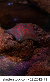 A Colorful Starfish On Wet Stones In The Evening Sea