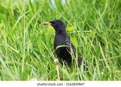 Colorful starling in the meadows with an insect in its beak