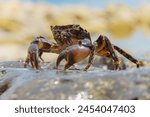 Colorful stone crab Eriphia verrucosa goes to the water on the coastal rocks. Selective focus image. Close up view.