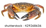 Colorful stone crab (Eriphia verrucosa), isolated on white background.