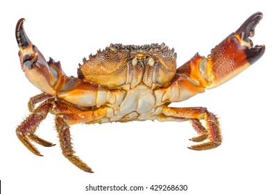 Colorful stone crab (Eriphia verrucosa) in fighting stance, isolated on white background.