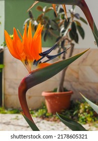 Colorful Strelitzia Reginae Or Crane Flower In The Garden. Bird Of Paradise Is Evergreen, Ornate, Flowering Plant In The Strelitziaceae Family. In Temperate Areas It Is Popular Houseplant.