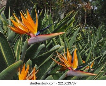 Colorful Strelitzia Reginae Or Crane Flower. Bird Of Paradise Ornate Blossoms And Leaves, Close Up. Perennial, Flowering Plant In The Strelitziaceae Family. In Temperate Areas It Is Popular Houseplant