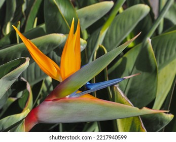 Colorful Strelitzia Reginae Or Crane Flower. Bird Of Paradise Ornate Blossom And Leaves, Close Up. Perennial, Flowering Plant In The Strelitziaceae Family. In Temperate Areas It Is Popular Houseplant.