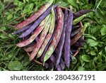 Colorful String beans bunch. Harvesting pods organic fresh colorful purple green red asparagus bean harvest on green grass in garden close up