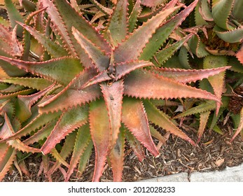 Colorful Succulent At Disneyland Park