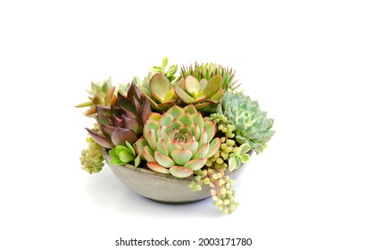 Colorful succulent plants collection bouquet arrangement in ceramic bowl white background
