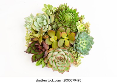 Colorful Succulent Plants Collection Round Shape Bouquet Arrangement White Background