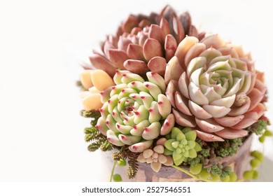 Colorful Succulent plants Pot Gardening - Powered by Shutterstock