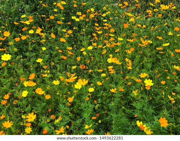 Colorful Sulphur Cosmo Flowers Garden Yellow Stock Photo 1493622281 ...