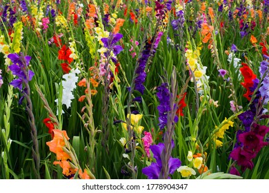 Colorful Summer Gladiolus Flowers In Field