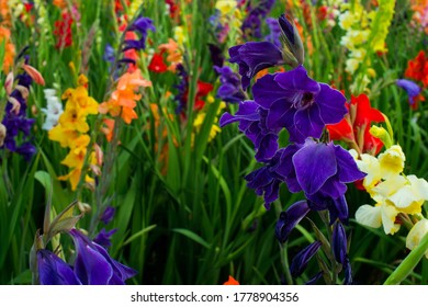 Colorful Summer Gladiolus Flowers In Field