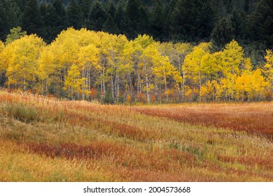 Colorful Summer Grasses And Aspen Trees, Near Bozeman, Montana, USA