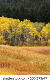 Colorful Summer Grasses And Aspen Trees, Near Bozeman, Montana, USA