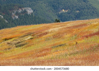 Colorful Summer Grasses And Evergreen Trees, Near Bozeman, Montana, USA