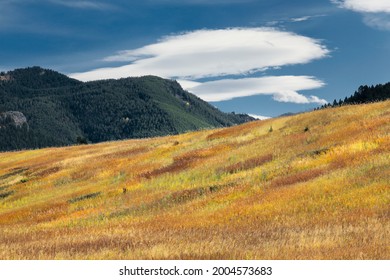 Colorful Summer Grasses And Evergreen Trees, Near Bozeman, Montana, USA