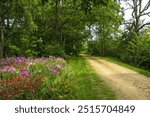 Colorful Summer landscape of flowers blooming beside the Military Ridge State Trail, near Mount Horeb, Wisconsin.