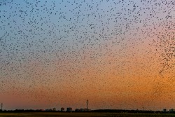 Colorful Summer Sunset Sky Covered With Swirling Mass Of Starlings, Hundreds Of Thousands Of Them, Gathering Above Field Before Overnighting In Reeds, Black Horizon With Electricity Pylons And Houses