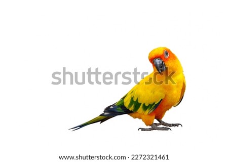 Colorful Sun Conure parrot isolated on white background.