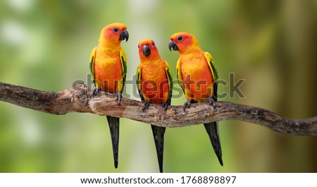 Colorful Sun Conure(Parrot) looking on each other in the branch