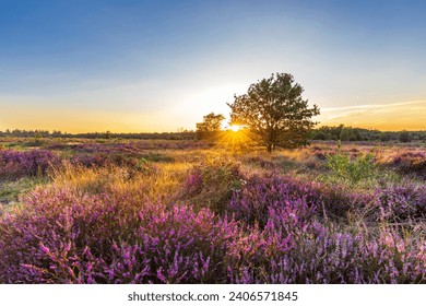 Colorful sunny landscape during sunset with blooming heather at Ginkel heath nature reserve at Veluwe in Gelderland The Netherlands