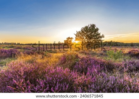 Colorful sunny landscape during sunset with blooming heather at Ginkel heath nature reserve at Veluwe in Gelderland The Netherlands