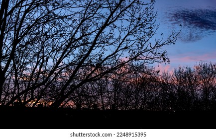 Colorful Sunset behind trees in Winter