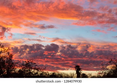 A Colorful Sunset With A Blue Sky, Purple, Pink, Lavender, Red And Orange Colored Clouds With A Palm Tree And Other Trees In The Foreground. Sonoran Desert, Pima County, Tucson, Arizona. 2019.