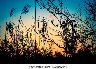 Colorful Sunset In The Florida Everglades.