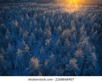 Colorful Sunset light over snow covered pine tree forest after snowfall, white winter landscape In Northern Sweden, Vasterbotten, Umea - Powered by Shutterstock