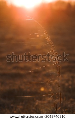 Similar – Gräserfeuerwerk 7 Natur