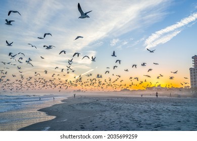 Colorful sunset at Myrtle Beach city by Atlantic ocean with people, many flocks of seagulls in flight flying near shore coast by condo apartment buildings in South Carolina resort town