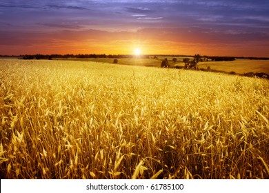 Wheat Field Sunset Images Stock Photos Vectors Shutterstock