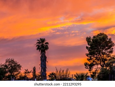 Colorful Sunset Palm Tree Sonora Desert Wall Tucson Arizona USA Southwest. 